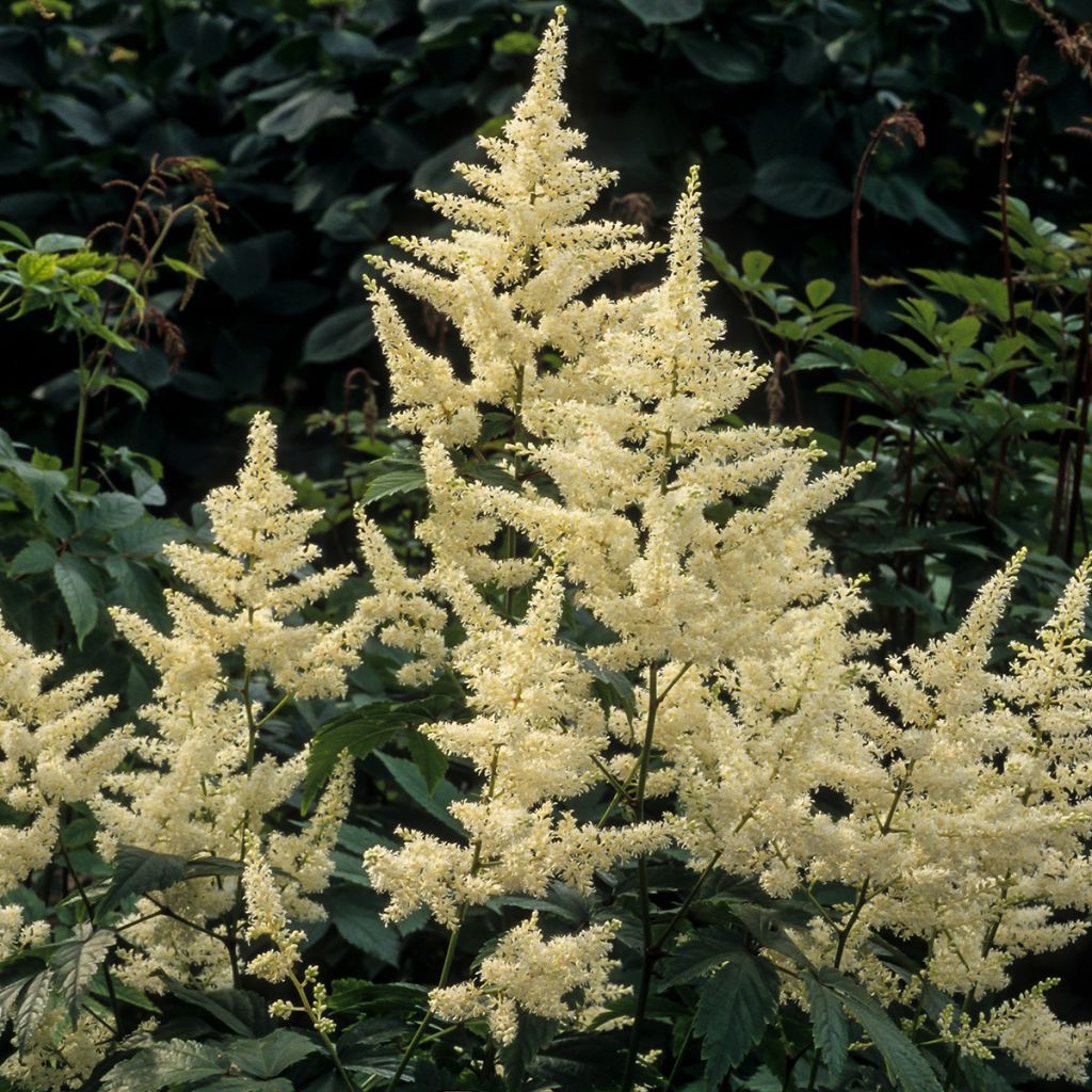 Astilbe japonica Washington - Prachtspiere