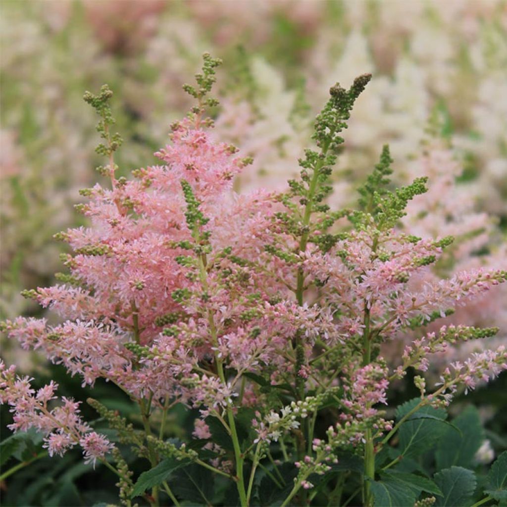 Astilbe Younique Silvery Pink - Prachtspiere