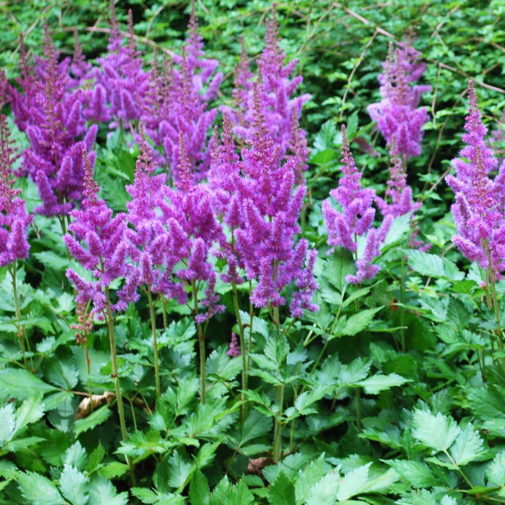 Astilbe arendsii Amethyst - Prachtspiere