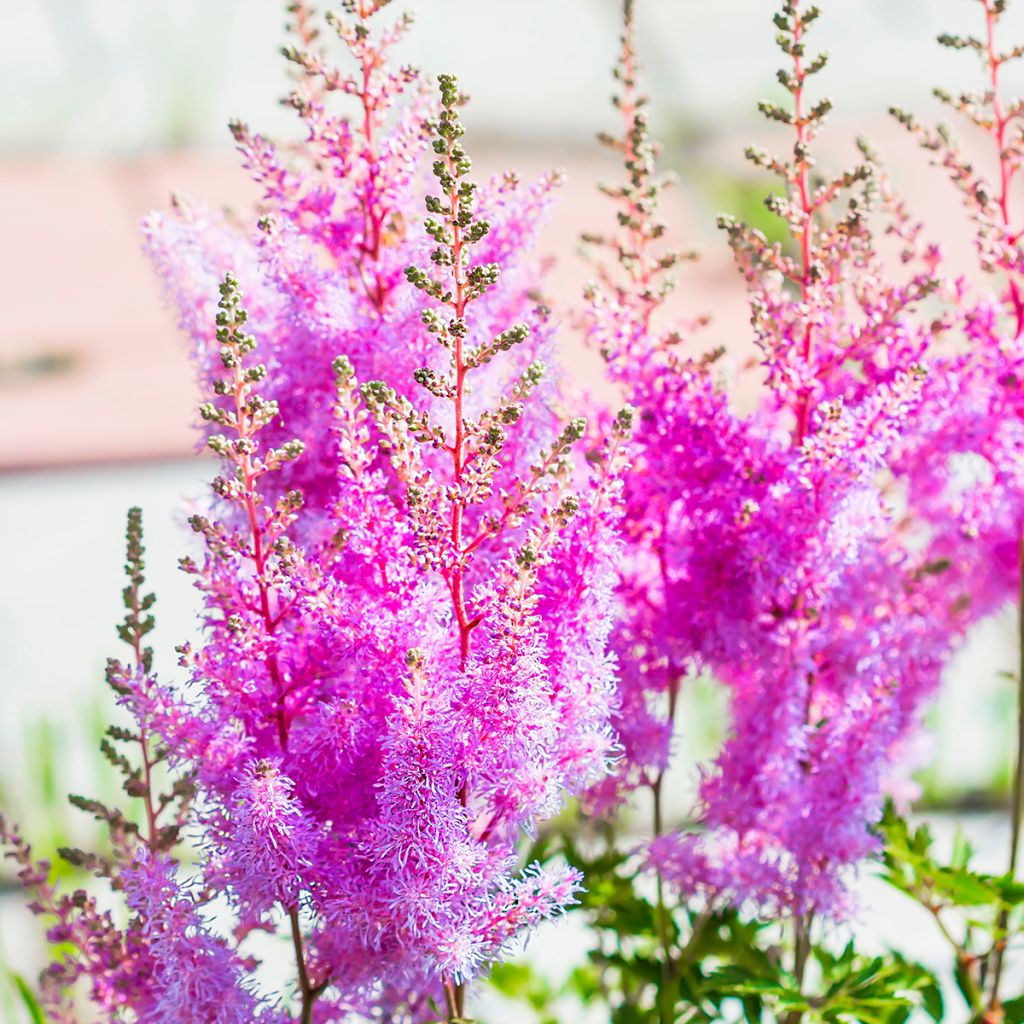 Astilbe arendsii Amethyst - Prachtspiere