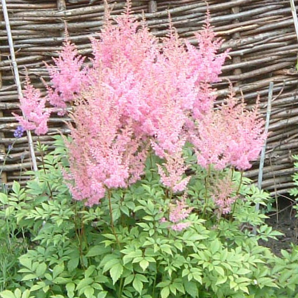 Astilbe arendsii Anita Pfeiffer - Prachtspiere