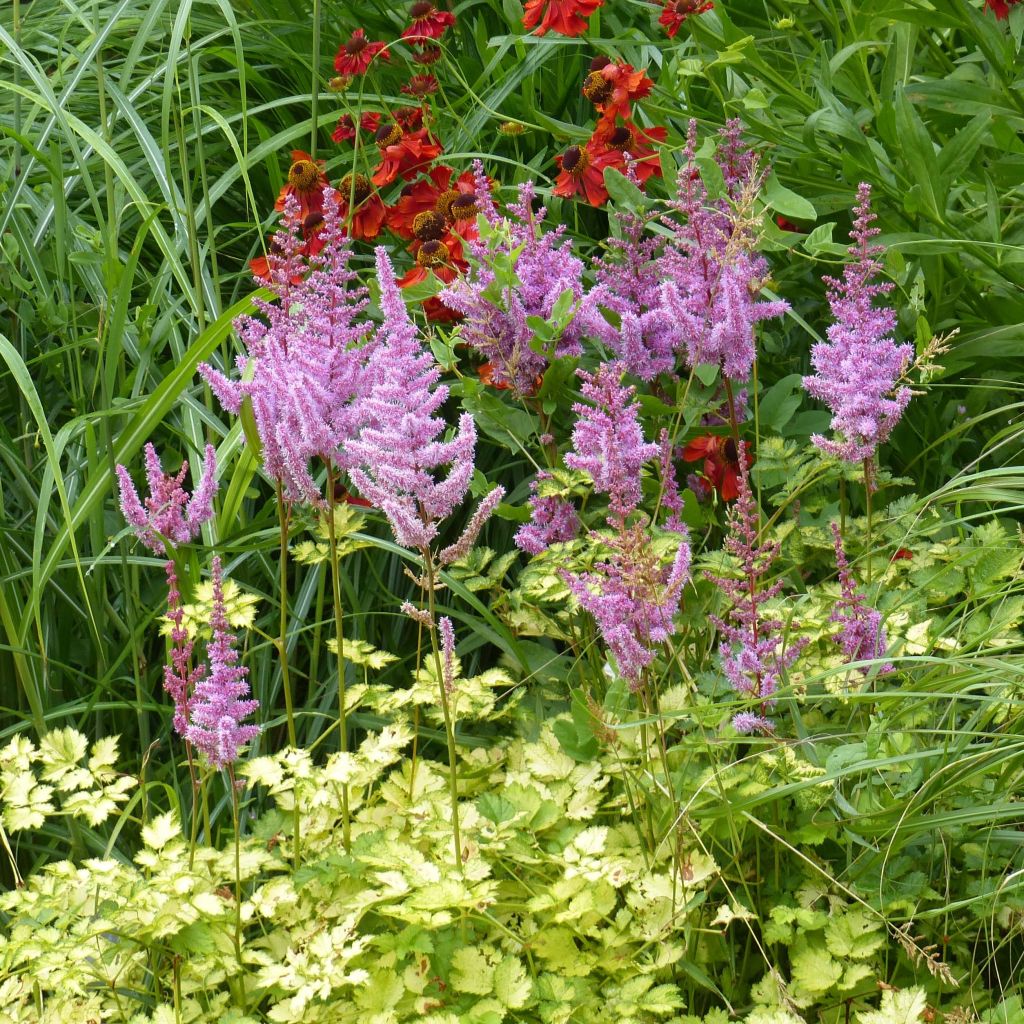 Astilbe arendsii Color Flash Lime - Prachtspiere