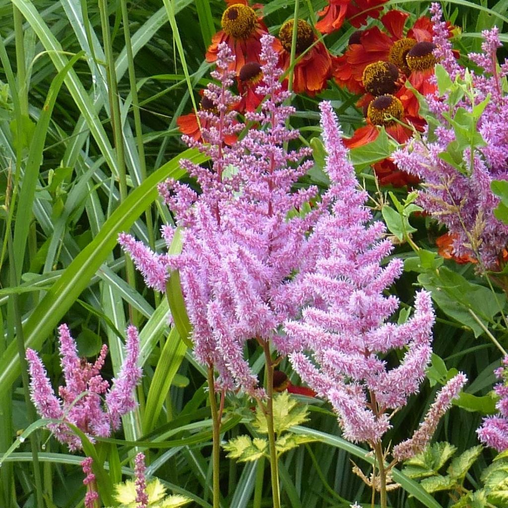 Astilbe arendsii Color Flash Lime - Prachtspiere