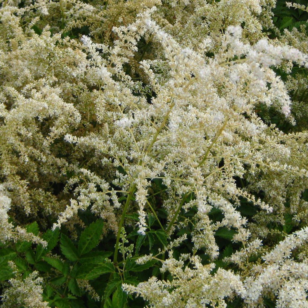 Astilbe arendsii Brautschleier - Prachtspiere