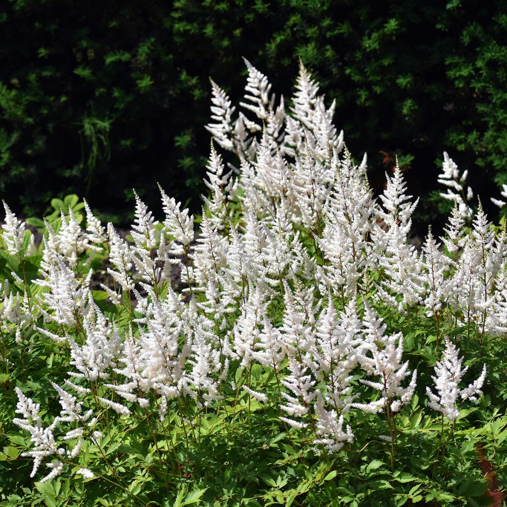 Astilbe arendsii Brautschleier - Prachtspiere