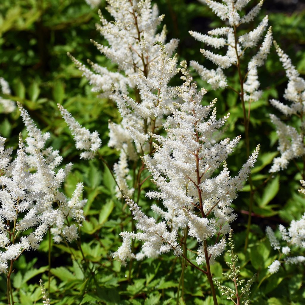 Astilbe arendsii Brautschleier - Prachtspiere