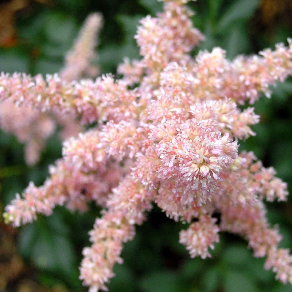 Astilbe arendsii Bressingham Beauty - Prachtspiere