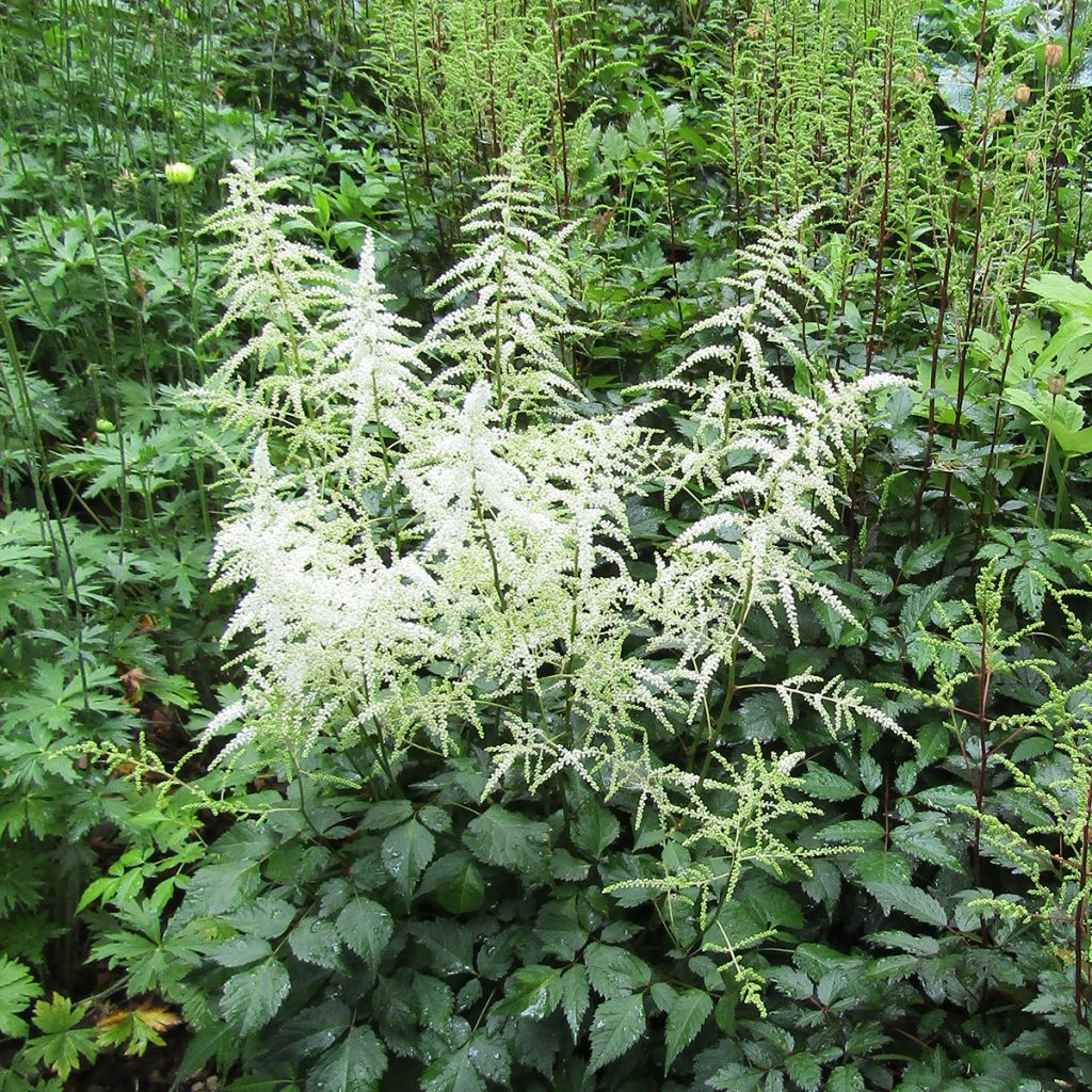 Astilbe arendsii Cappuccino - Prachtspiere