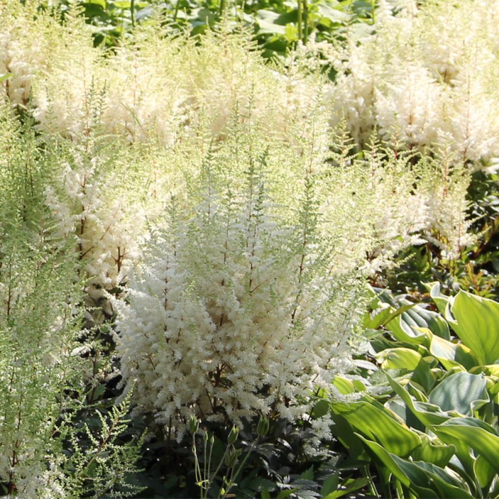 Astilbe arendsii Ellie - Prachtspiere