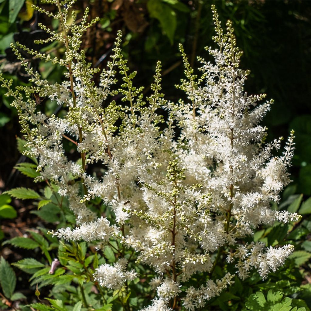 Astilbe arendsii Ellie - Prachtspiere