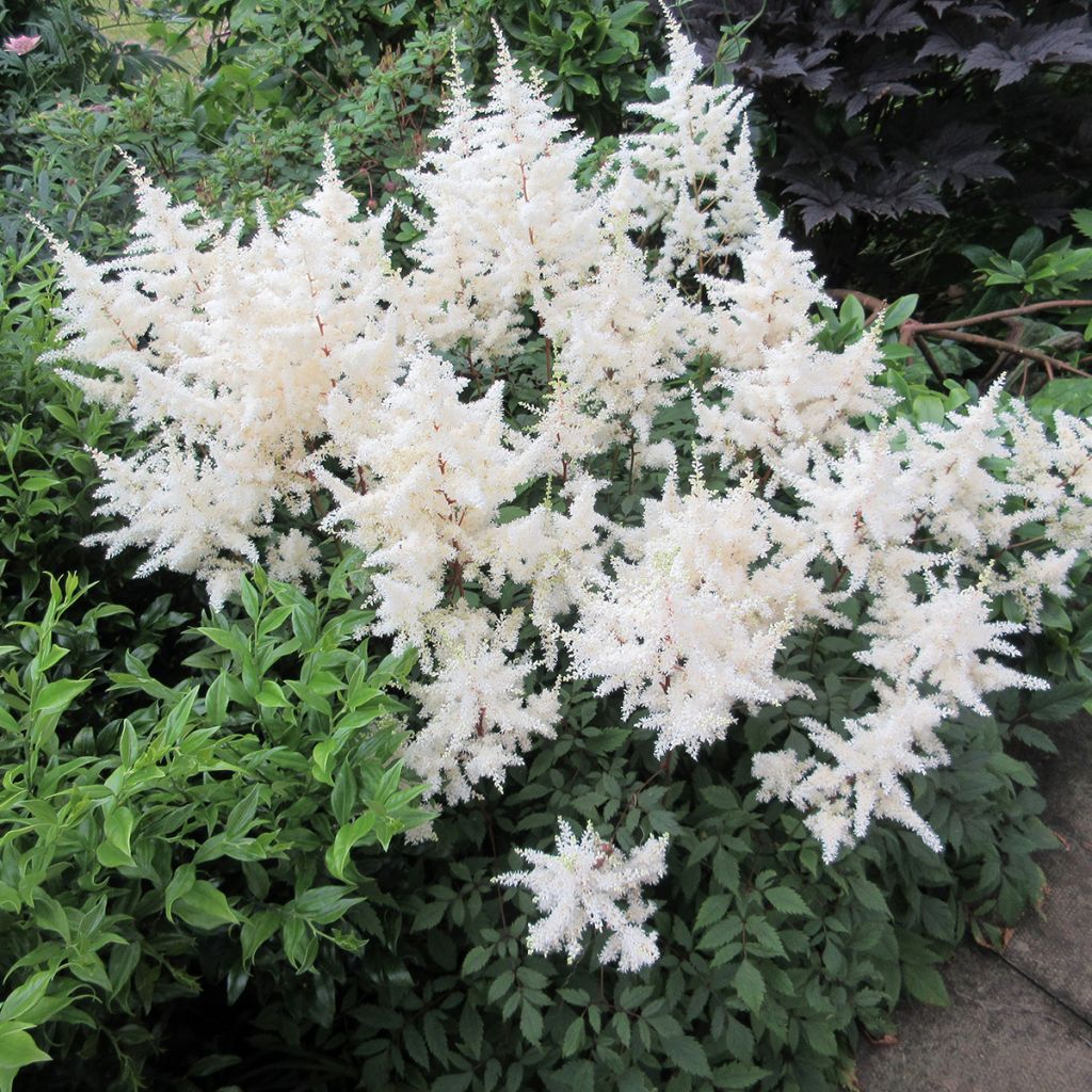 Astilbe arendsii Ellie - Prachtspiere