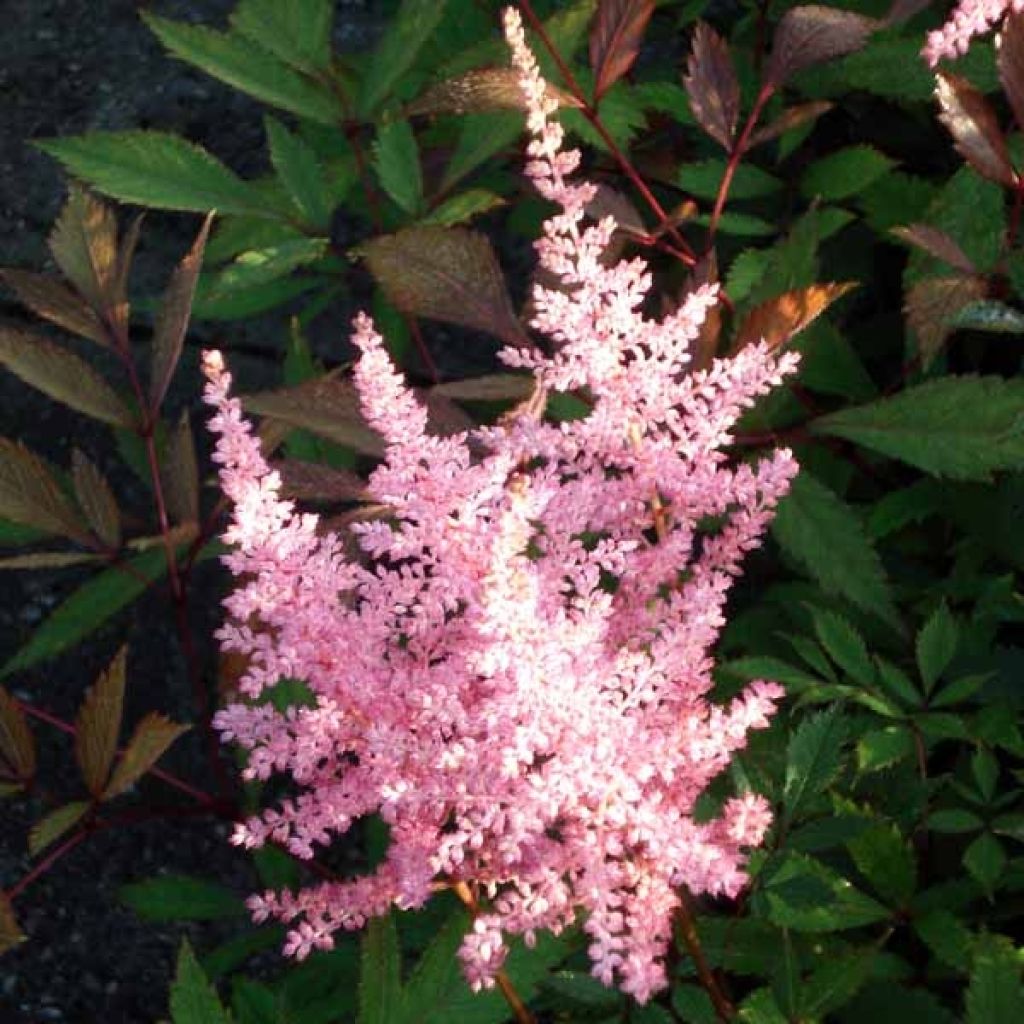 Astilbe arendsii Erika - Prachtspiere