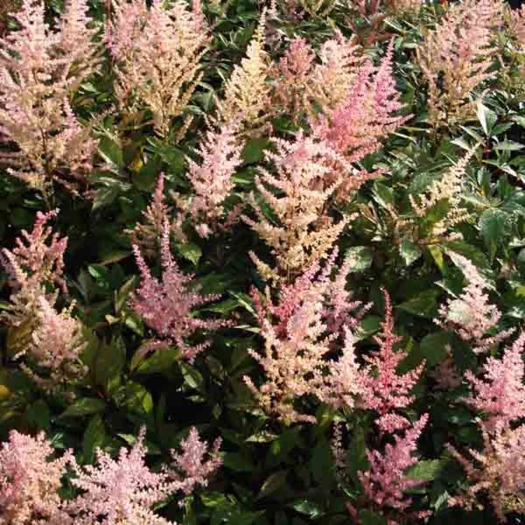 Astilbe arendsii Erika