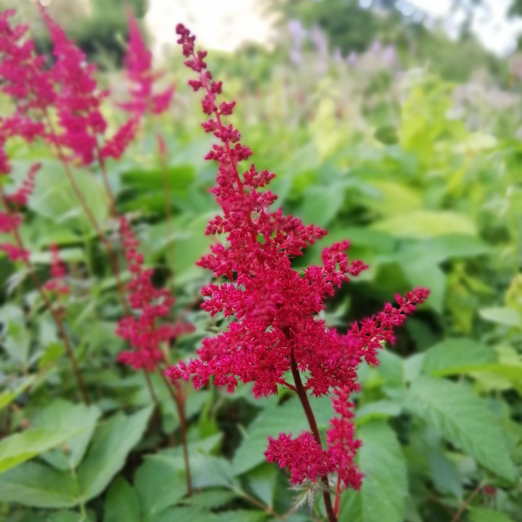 Astilbe arendsii Fanal - Prachtspiere