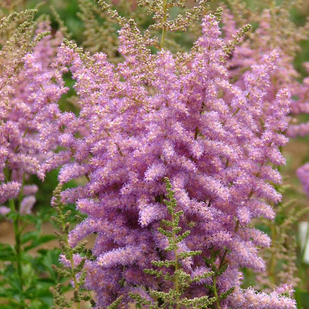 Astilbe arendsii Hyazinth - Prachtspiere