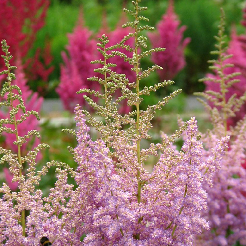 Astilbe arendsii Hyazinth