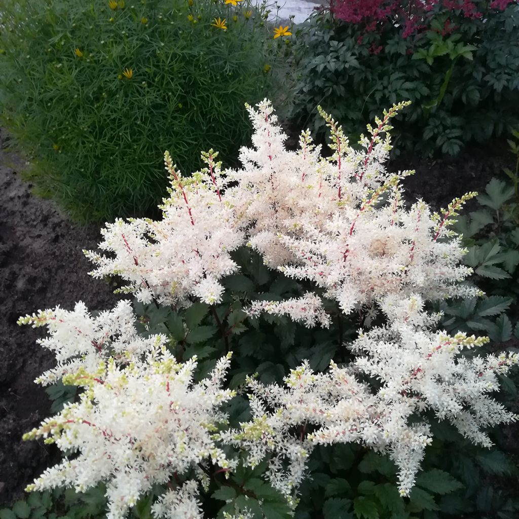 Astilbe arendsii Rock and Roll - Prachtspiere