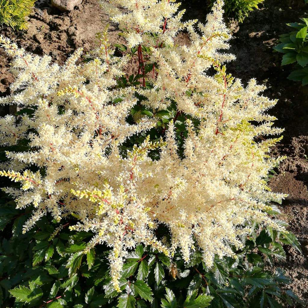 Astilbe arendsii Rock and Roll - Prachtspiere