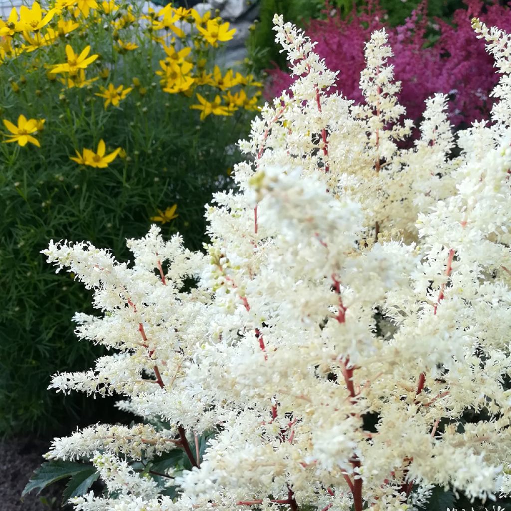 Astilbe arendsii Rock and Roll - Prachtspiere