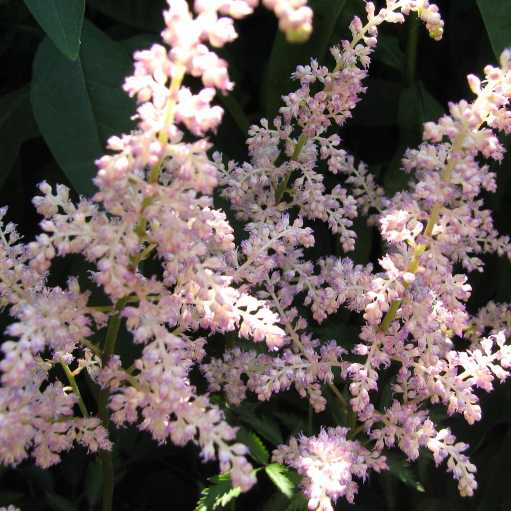 Astilbe arendsii Rosa Perle