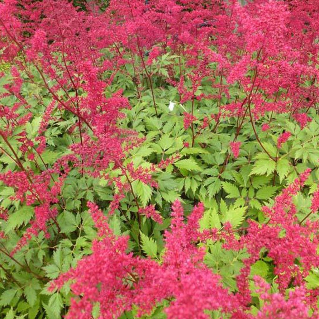 Astilbe arendsii Spinell - Prachtspiere