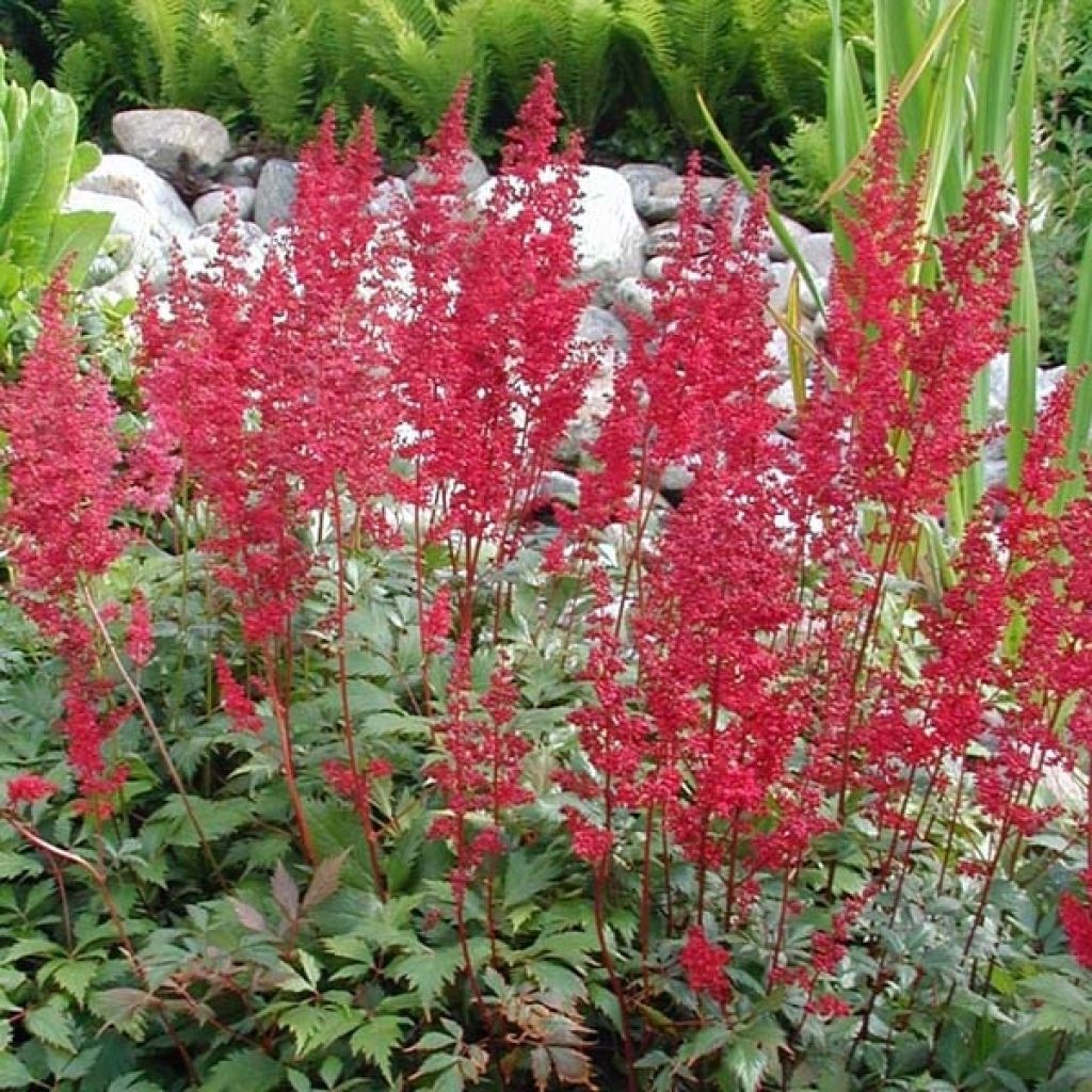 Astilbe arendsii Fanal - Prachtspiere