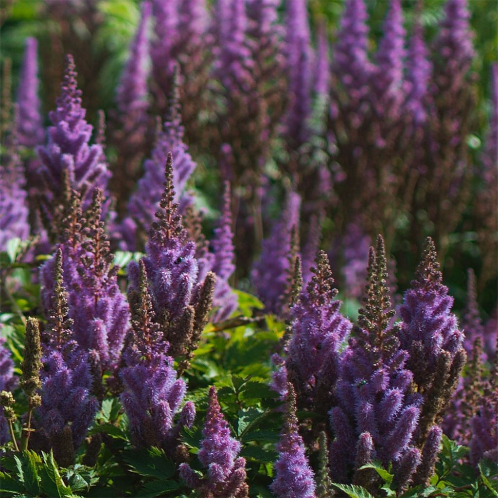 Astilbe chinensis Pumila - Prachtspiere