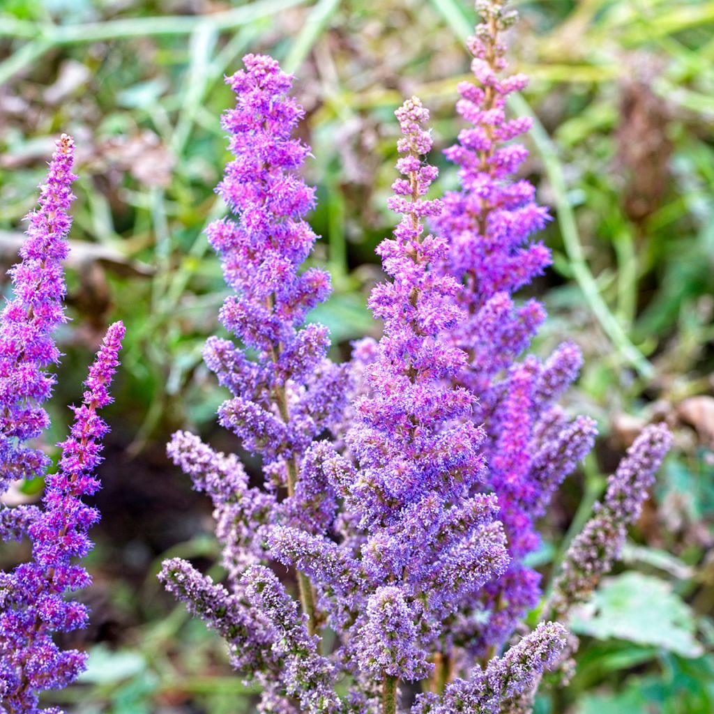 Astilbe chinensis Pumila - Prachtspiere