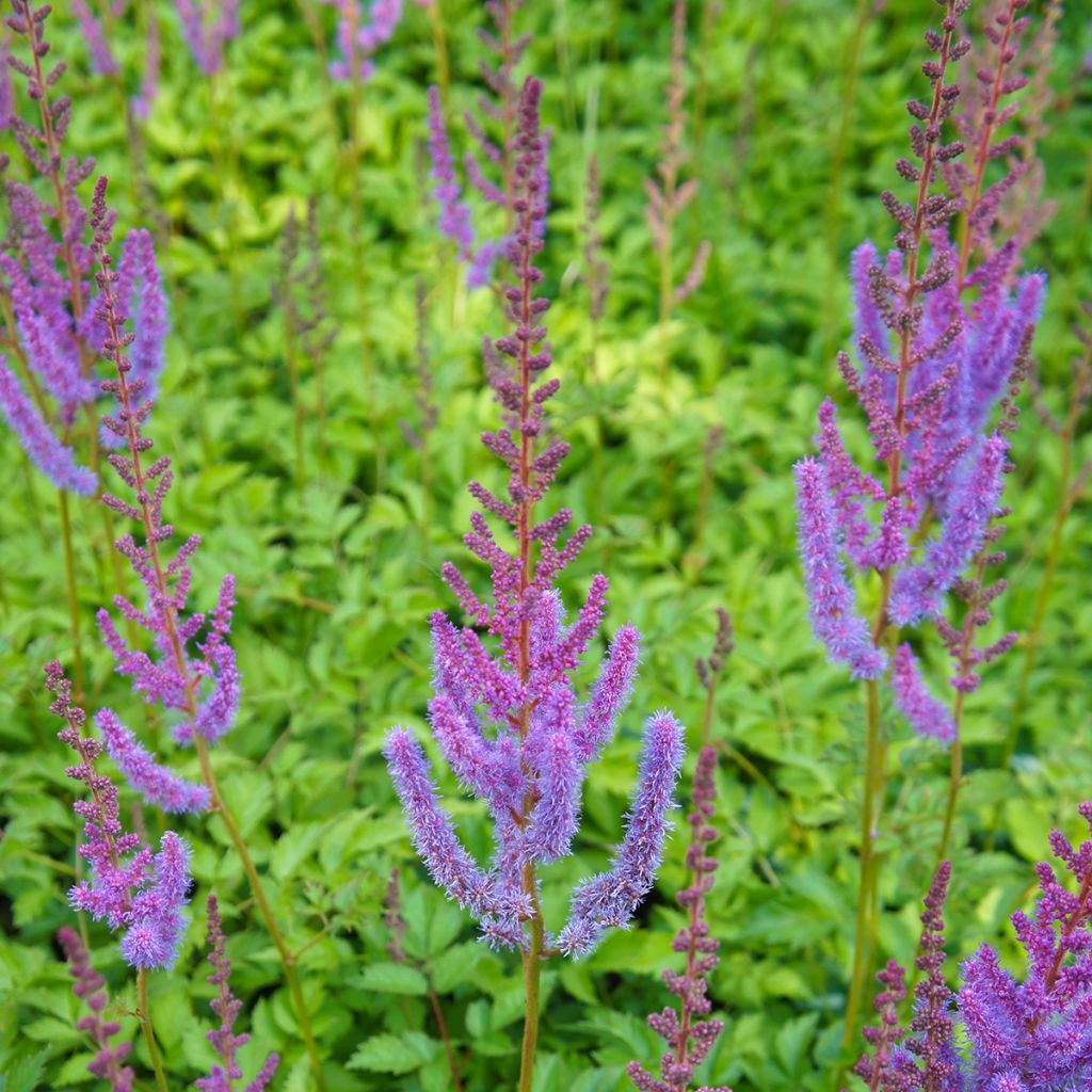 Astilbe chinensis Pumila - Prachtspiere