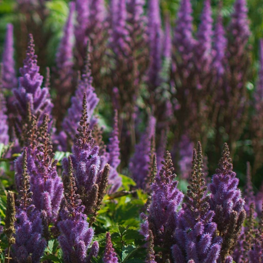 Astilbe chinensis var. taquetii Purpurlanze - Prachtspiere