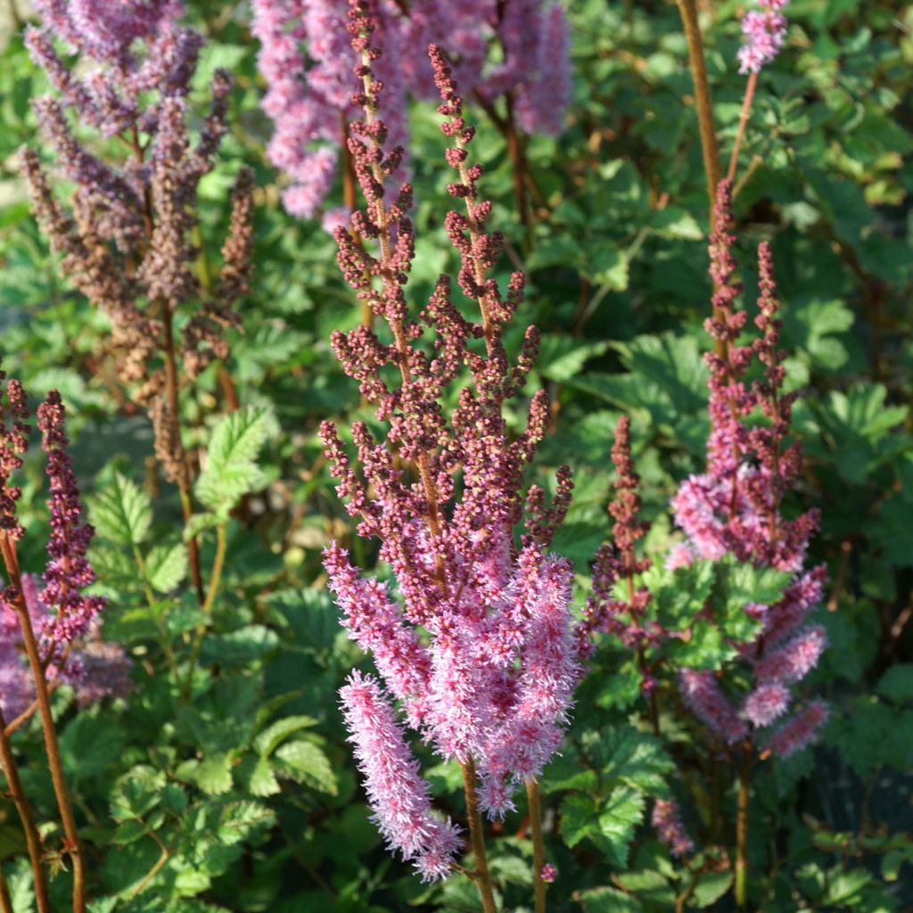 Astilbe chinensis var. taquetii Purpurlanze