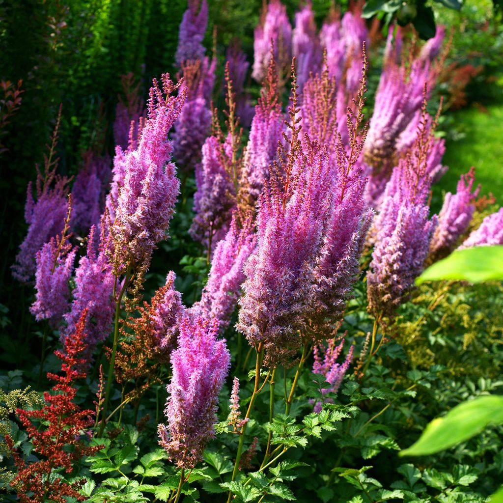 Astilbe chinensis var. taquetii Superba - Prachtspiere