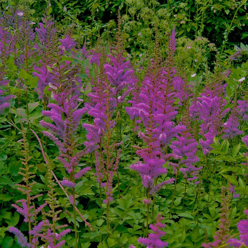 Astilbe chinensis var. taquetii Superba - Prachtspiere