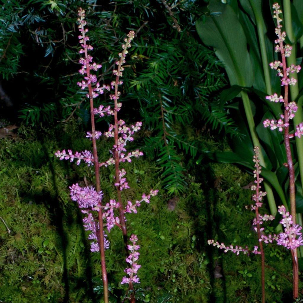 Astilbe crispa Perkeo - Prachtspiere