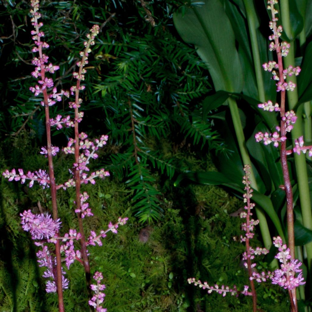 Astilbe crispa Perkeo - Astilbe à feuilles crispées