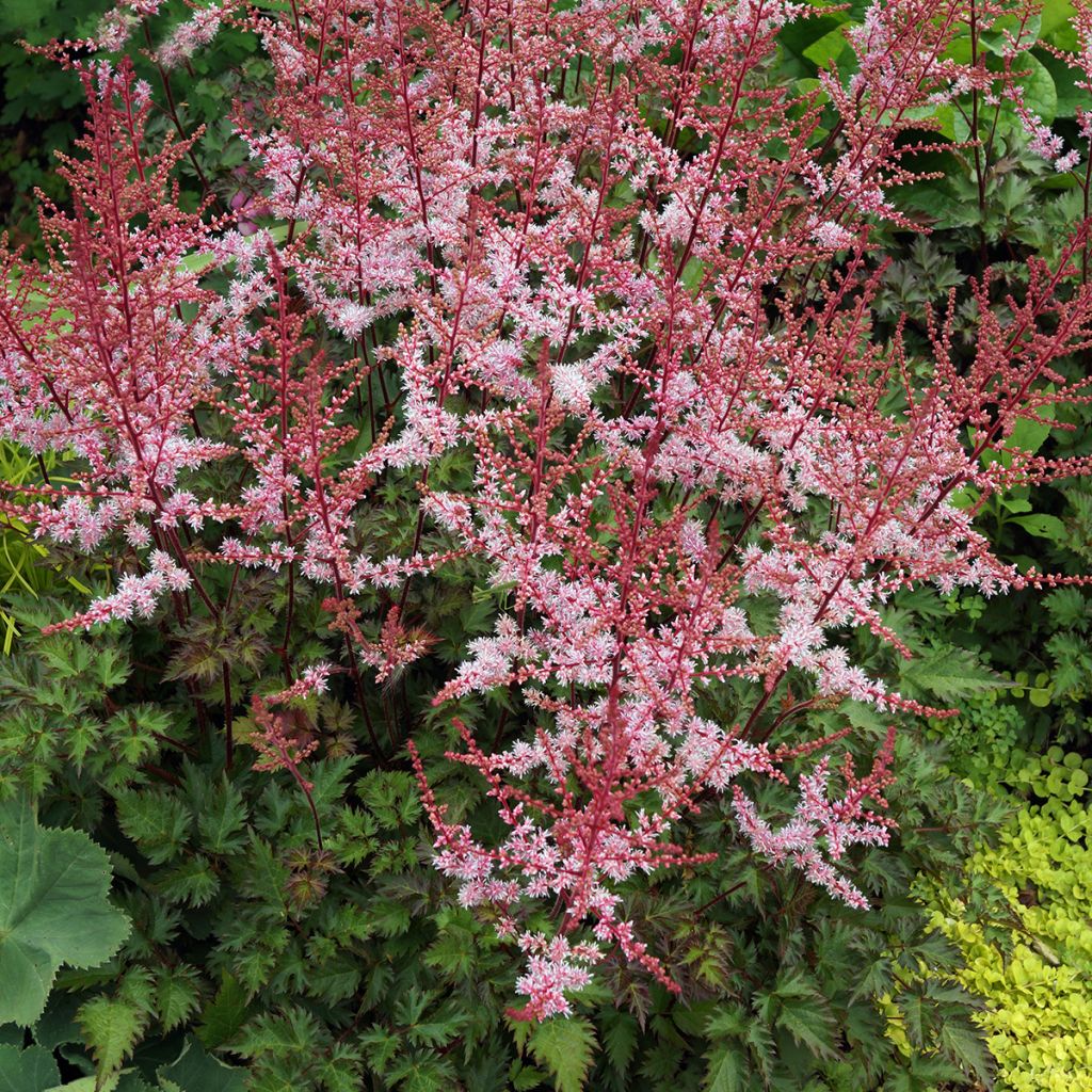 Astilbe japonica Delft Lace - Prachtspiere