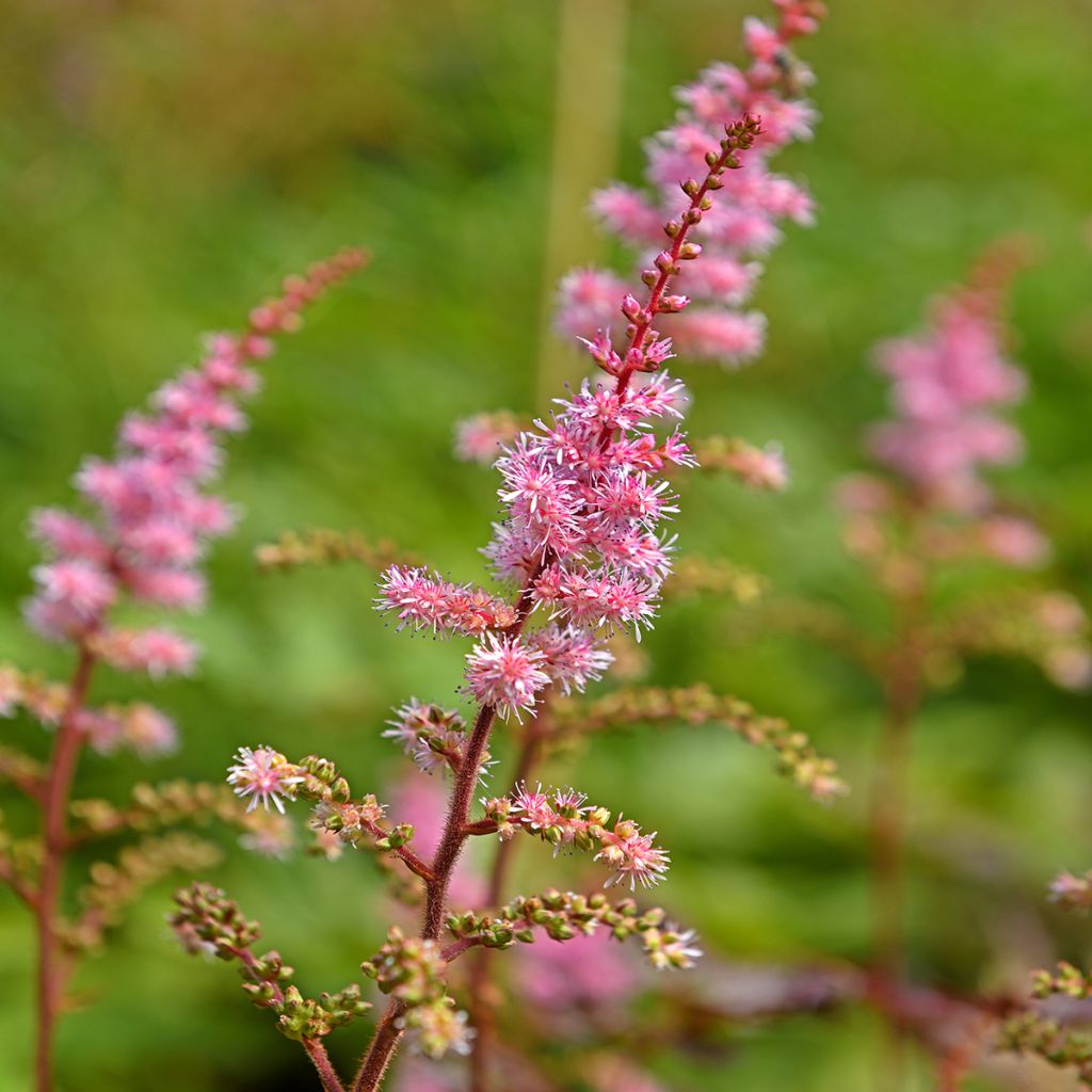 Astilbe japonica Delft Lace - Prachtspiere