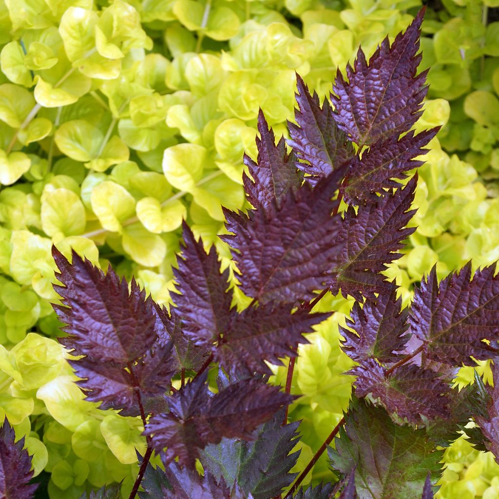 Astilbe japonica Delft Lace - Prachtspiere