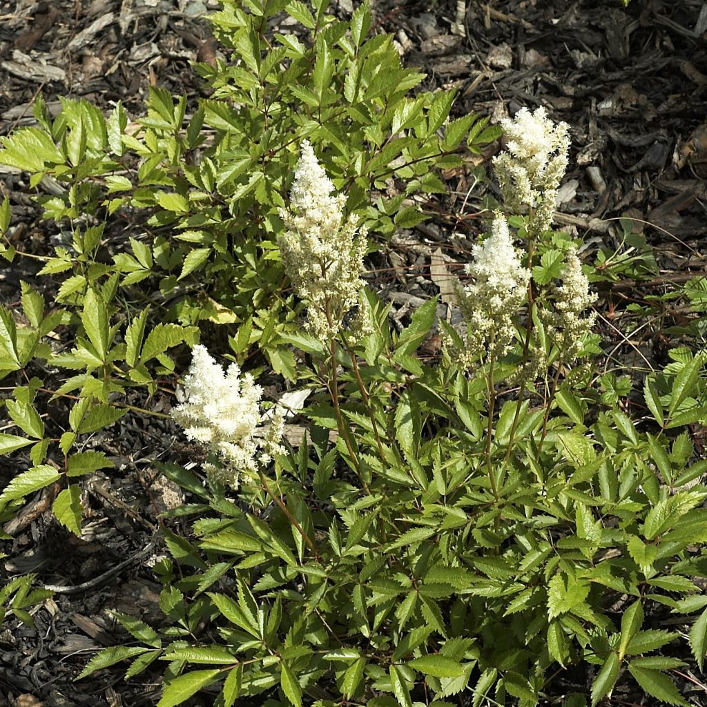 Astilbe japonica Deutchland - Astilbe du Japon Deutchland