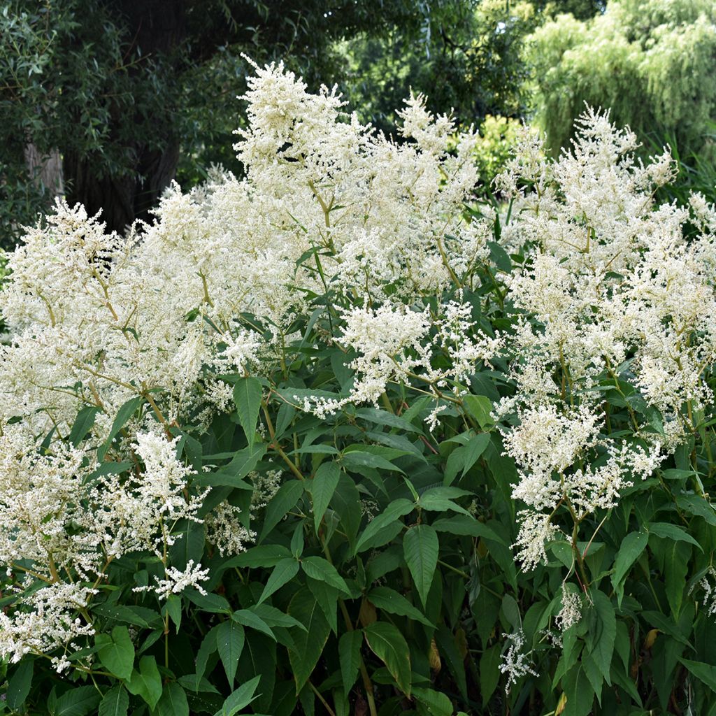 Astilbe japonica Deutschland - Prachtspiere