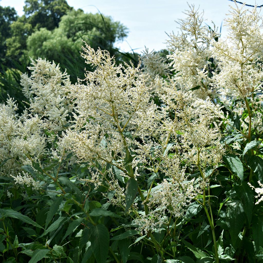 Astilbe japonica Deutschland - Prachtspiere