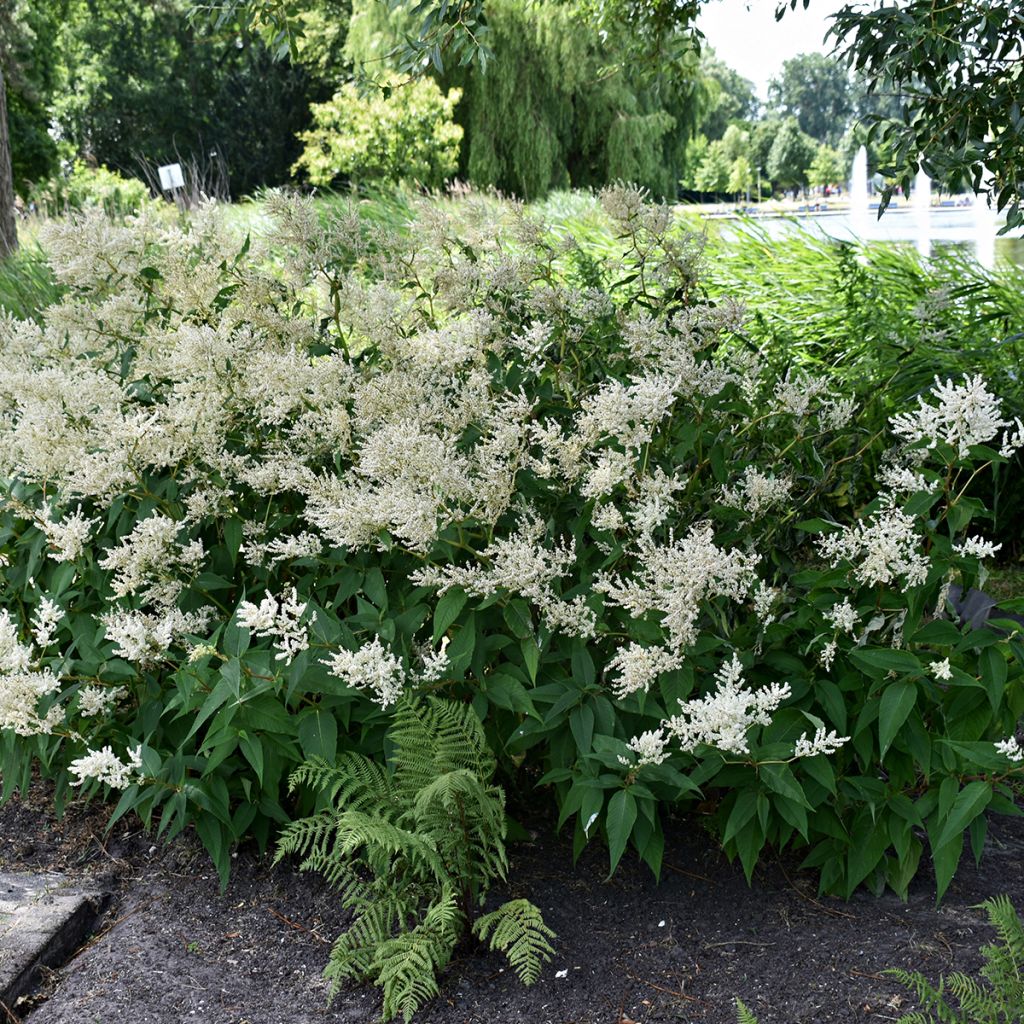 Astilbe japonica Deutschland - Prachtspiere