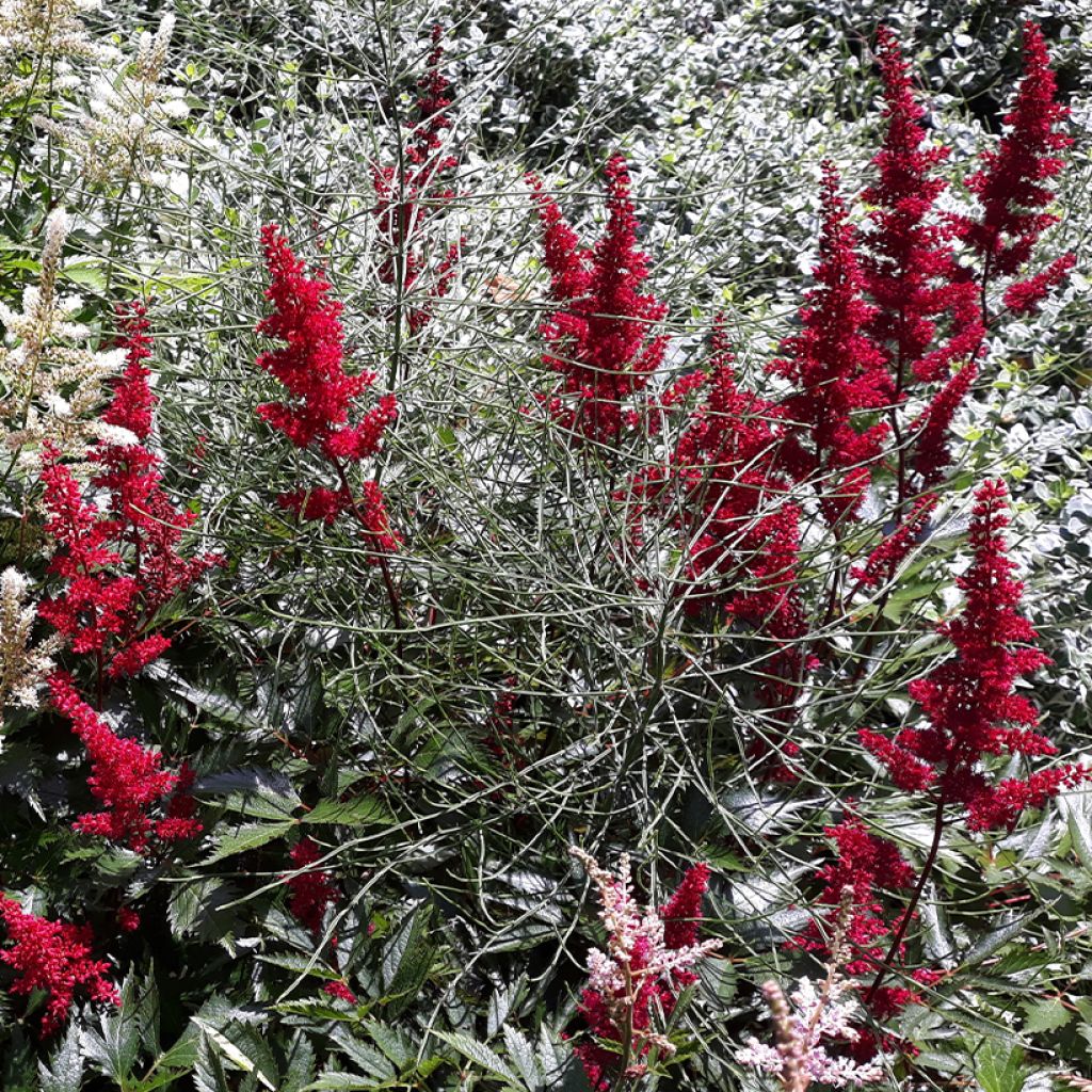 Astilbe japonica Montgomery - Prachtspiere