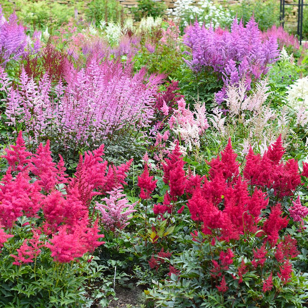 Astilbe japonica Montgomery - Prachtspiere