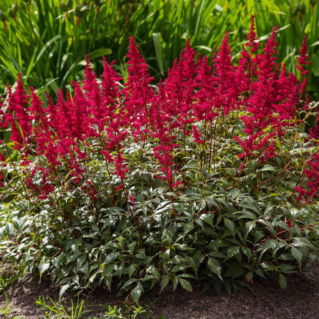 Astilbe japonica Red Sentinel - Prachtspiere