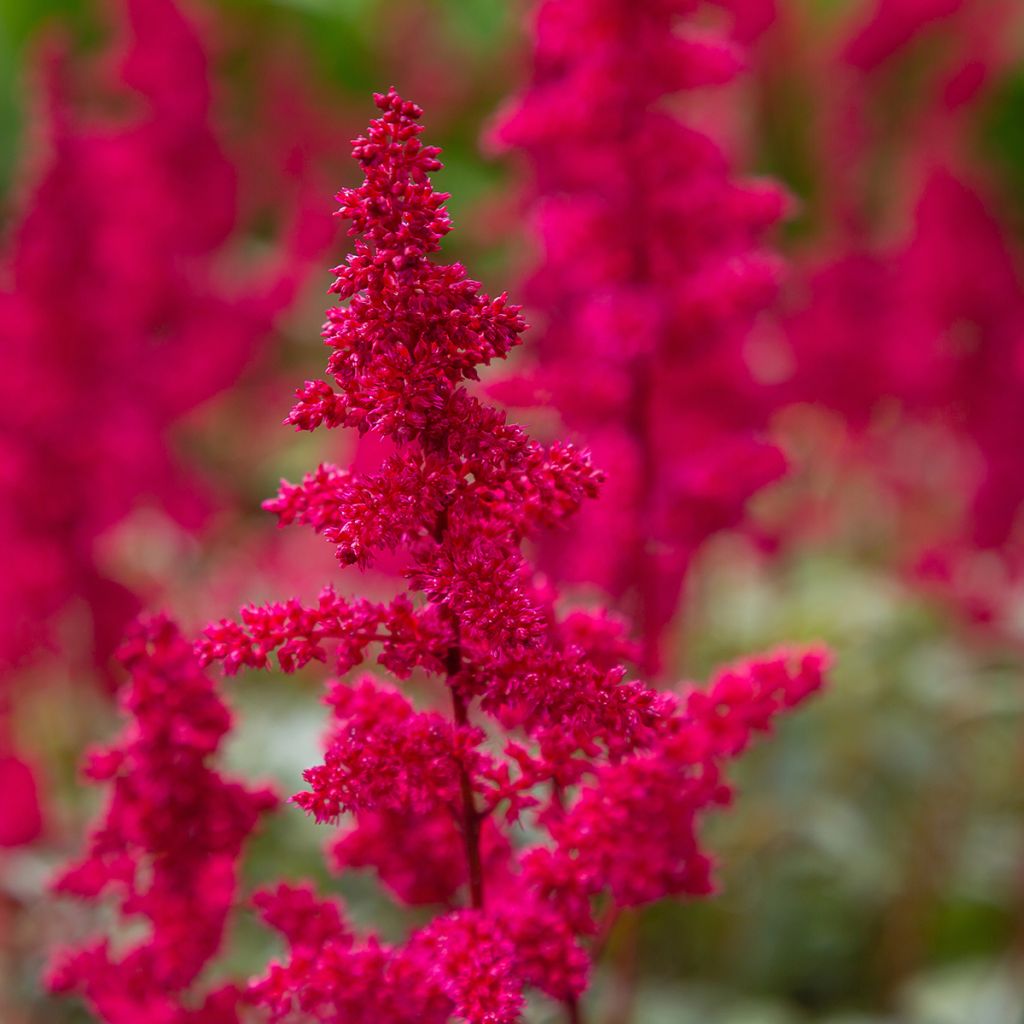 Astilbe japonica Red Sentinel - Prachtspiere