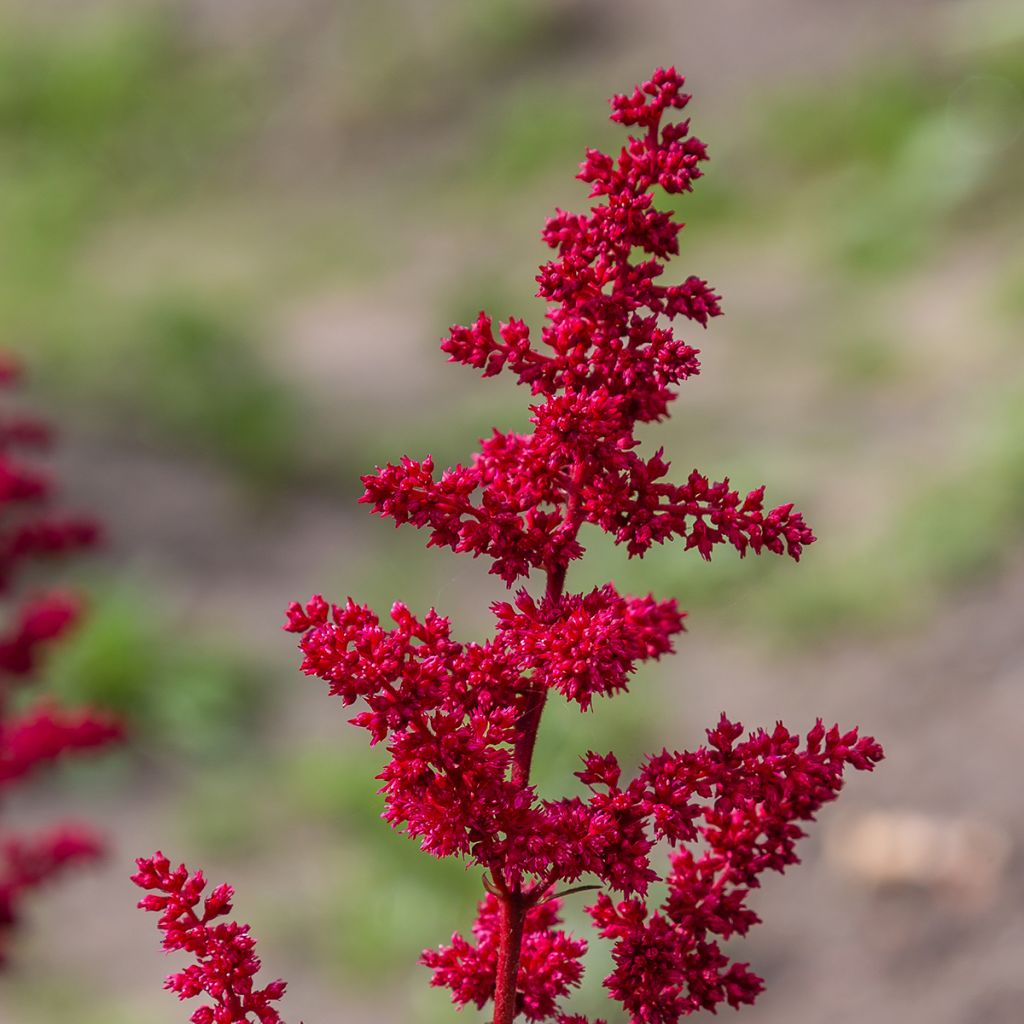 Astilbe japonica Red Sentinel - Prachtspiere