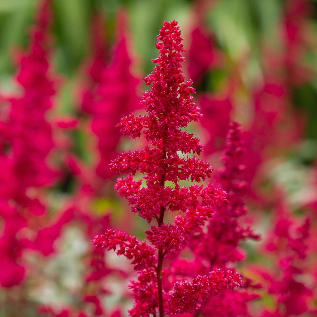 Astilbe japonica Red Sentinel - Prachtspiere