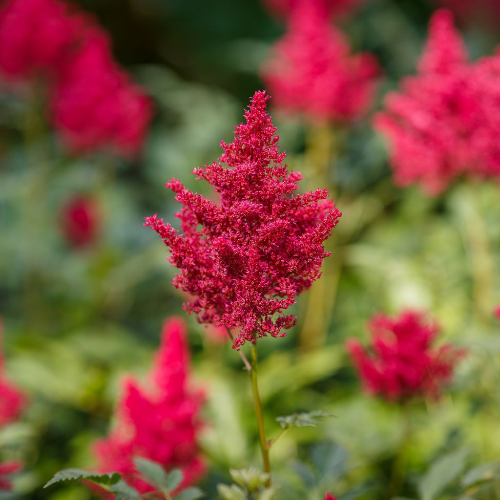 Astilbe japonica Red Sentinel - Prachtspiere