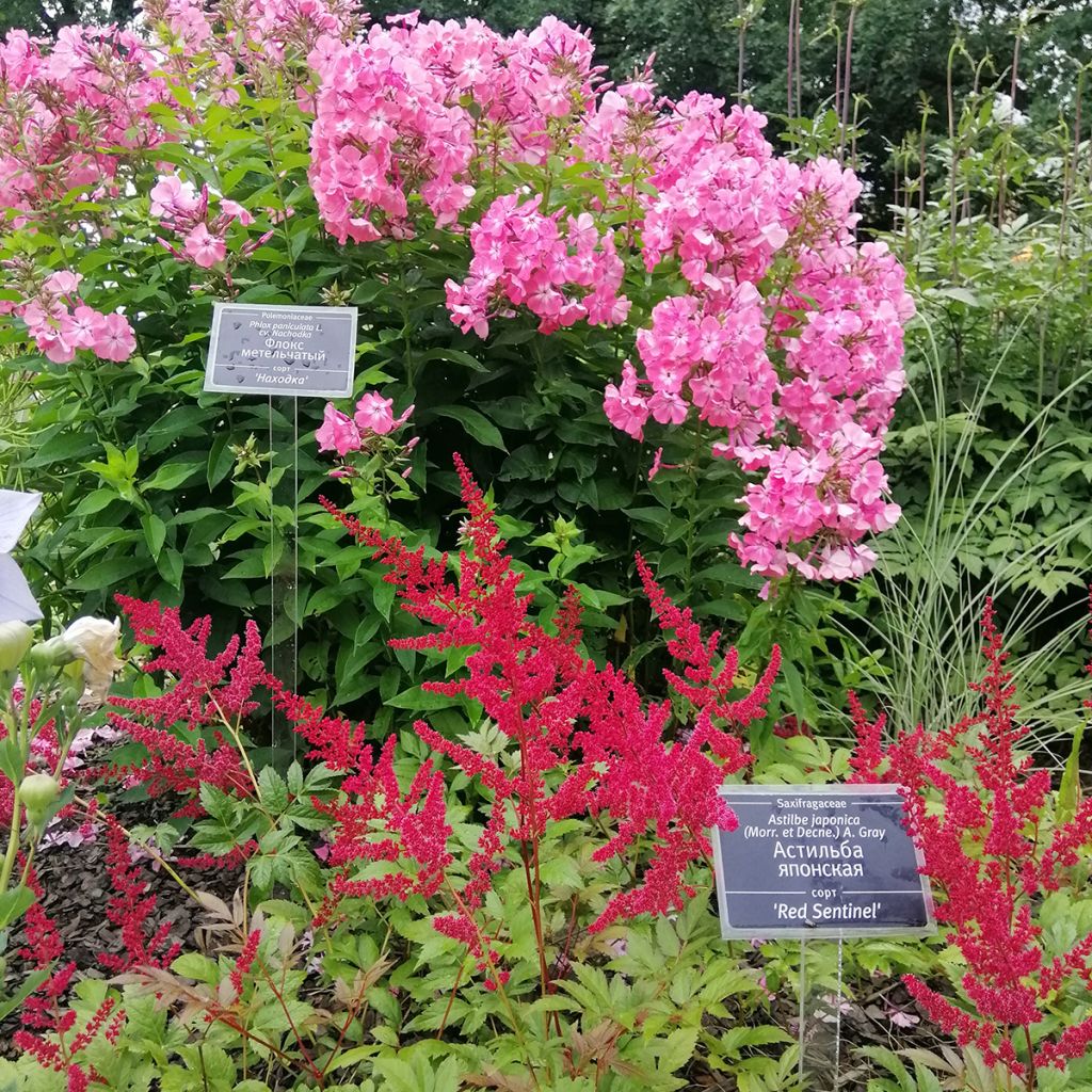 Astilbe japonica Red Sentinel - Prachtspiere